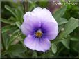 blue purple pansy flower