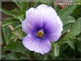 blue purple pansy flower