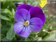 purple pansy flower