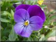 purple pansy flower