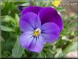 purple pansy flower