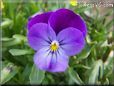 purple pansy flower