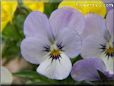 purple white pansy flower