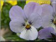 purple white pansy flower