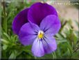 purple pansy flower