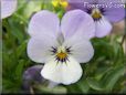 purple white pansy flower