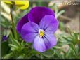 purple pansy flower