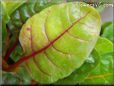  swiss chard stalk leaf