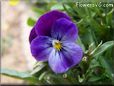 purple pansy flower