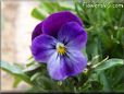 purple pansy flower