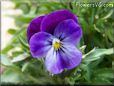 purple pansy flower