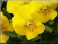 yellow pansy flower