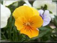 orange pansy flower