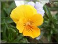 yellow pansy flower