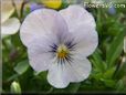 purple white pansy flower