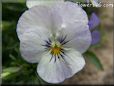 purple white pansy flower