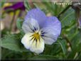 baby blue white pansy flower