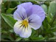 baby blue white pansy flower