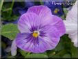 purple blue pansy flower