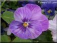 purple blue pansy flower