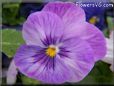 purple blue pansy flower