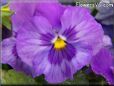 purple blue pansy flower