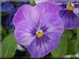 purple blue pansy flower