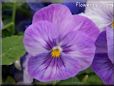 purple blue pansy flower