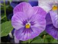 purple blue pansy flower