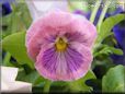pink purple pansy flower
