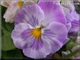 purple white pansy flower