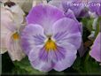 purple white pansy flower