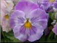 purple white pansy flower