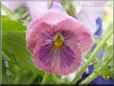 pink purple pansy flower