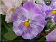 purple white pansy flower