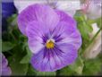 purple blue pansy flower