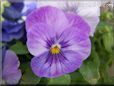 purple blue pansy flower