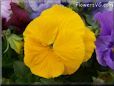 yellow pansy flower