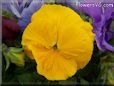 yellow pansy flower