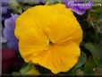 yellow pansy flower