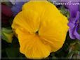 yellow pansy flower