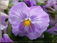 purple white pansy flower