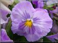 purple white pansy flower