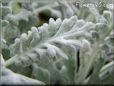 dusty miller cineraria