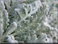 dusty miller cineraria