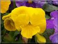 yellow pansy flower