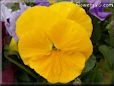 yellow pansy flower