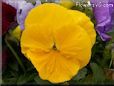 yellow pansy flower