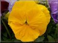 yellow pansy flower