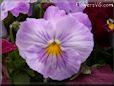 purple white pansy flower